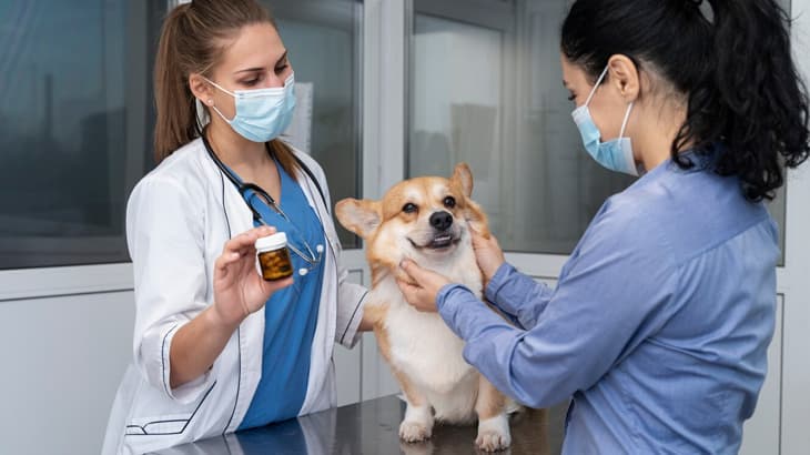 Importance Of Regular Vet Checkups For Your Pet