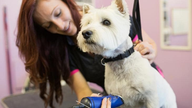 DEBUNKING DOG GROOMING MYTHS