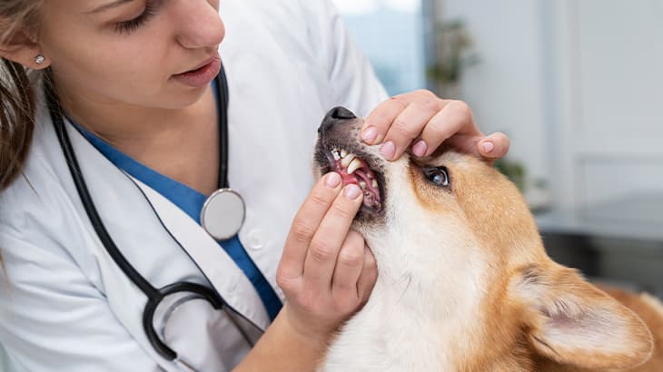 WHY PROFESSIONAL TEETH CLEANING MATTERS FOR DOGS?